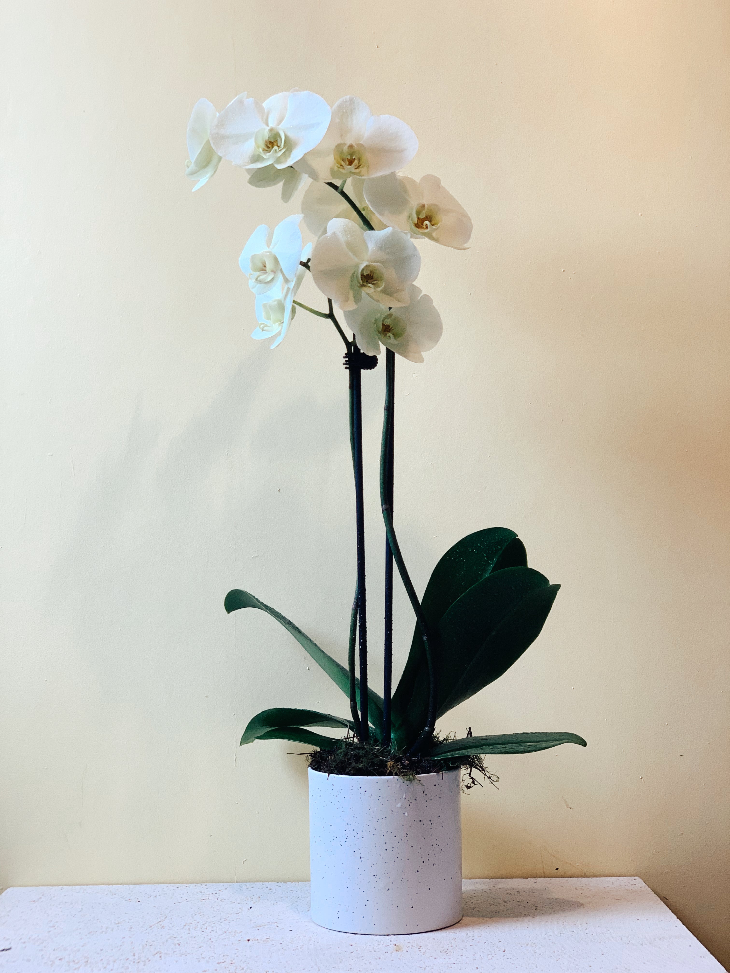 Plants Moss Industry Florist