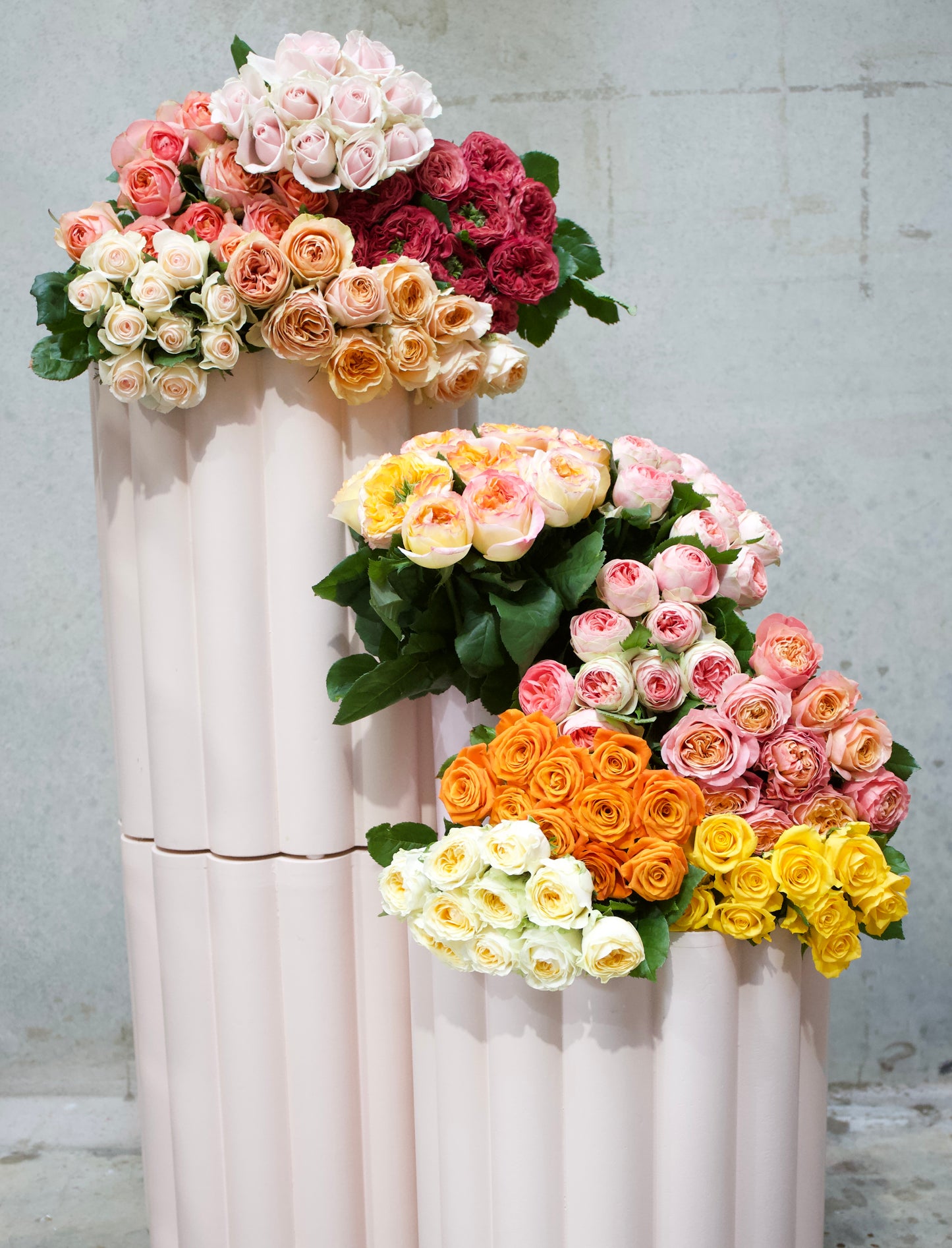 Grandiose Roses