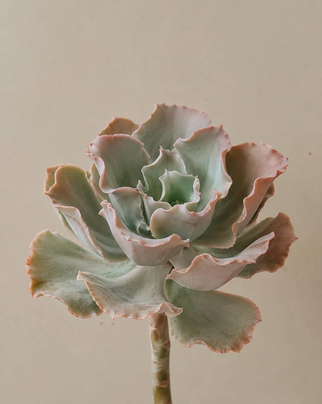 Plants