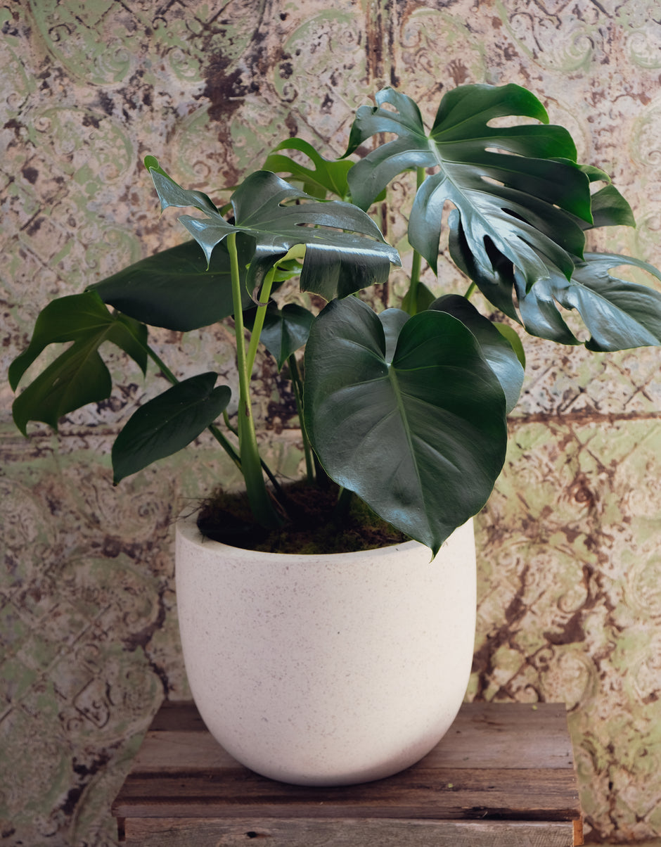 Plants Moss Industry Florist